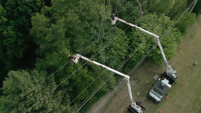 Sandy, OR Tree Removal and Landscaping Services Company